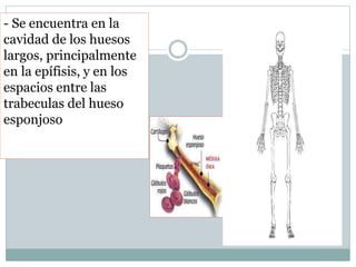 - Se encuentra en la
cavidad de los huesos
largos, principalmente
en la epífisis, y en los
espacios entre las
trabeculas del hueso
esponjoso
 