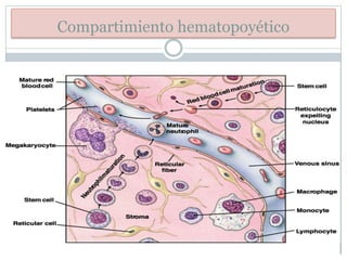 Compartimiento hematopoyético
 