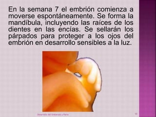 En la semana 7 el embrión comienza a 
moverse espontáneamente. Se forma la 
mandíbula, incluyendo las raíces de los 
dientes en las encías. Se sellarán los 
párpados para proteger a los ojos del 
embrión en desarrollo sensibles a la luz. 
Desarrollo del Embarazo y Parto 10 
 