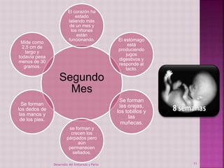 El corazón ha 
estado 
latiendo más 
de un mes y 
los riñones 
están 
funcionando. El estómago 
Segundo 
Mes 
está 
produciendo 
jugos 
digestivos y 
responde al 
tacto. 
Se forman 
las orejas, 
los tobillos y 
las 
muñecas. 
se forman y 
crecen los 
párpados pero 
aún 
permanecen 
sellados. 
Mide como 
2,5 cm de 
largo y 
todavía pesa 
menos de 30 
gramos. 
Se forman 
los dedos de 
las manos y 
de los pies. 
Desarrollo del Embarazo y Parto 11 
 