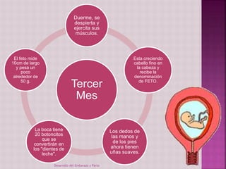 Duerme, se 
despierta y 
ejercita sus 
músculos. 
Tercer 
Mes 
Esta creciendo 
cabello fino en 
la cabeza y 
recibe la 
denominación 
de FETO. 
Los dedos de 
las manos y 
de los pies 
ahora tienen 
uñas suaves. 
La boca tiene 
20 botoncitos 
que se 
convertirán en 
los ''dientes de 
leche". 
El feto mide 
10cm de largo 
y pesa un 
poco 
alrededor de 
50 g. 
Desarrollo del Embarazo y Parto 13 
 