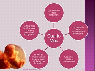 Los oídos del 
bebé 
funcionan. 
Cuarto 
Mes 
La placenta 
está 
completament 
e formada. 
La piel es 
rosada y 
transparente. 
El feto mide 
de 18 a 26 cm 
de largo y 
pesa como 
200 gramos. 
El feto se 
mueve, patea, 
traga, y puede 
oír la voz de 
la madre. 
Desarrollo del Embarazo y Parto 14 
 