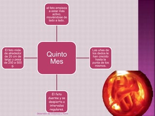 el feto empieza 
a estar más 
activo, 
moviéndose de 
lado a lado. 
Quinto 
Mes 
Las uñas de 
los dedos le 
han crecido 
hasta la 
punta de los 
mismos. 
El feto 
duerme y se 
despierta a 
intervalos 
regulares. 
El feto mide 
de alrededor 
de 20 cm de 
largo y pesa 
de 250 a 500 
g. 
Desarrollo del Embarazo y Parto 15 
 