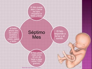 El feto puede 
abrir y cerrar 
los ojos, 
chuparse el 
dedo y llorar. 
Séptimo 
Mes 
El feto 
responde a 
la luz y al 
sonido. 
El feto ahora 
mide como 
40 cm de 
largo y pesa 
como 1250 
gramos. 
el bebé 
ahora usa 
los cuatro 
sentidos: 
audición, 
visión, sabor 
y tacto. 
Desarrollo del Embarazo y Parto 17 
 