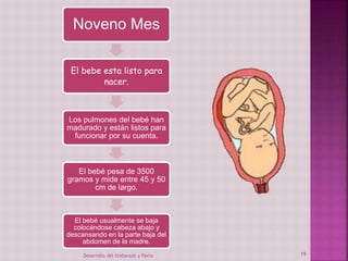 Noveno Mes 
El bebe esta listo para 
nacer. 
Los pulmones del bebé han 
madurado y están listos para 
funcionar por su cuenta. 
El bebé pesa de 3500 
gramos y mide entre 45 y 50 
cm de largo. 
El bebé usualmente se baja 
colocándose cabeza abajo y 
descansando en la parte baja del 
abdomen de la madre. 
Desarrollo del Embarazo y Parto 19 
 