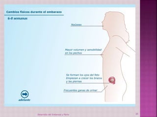 Desarrollo del Embarazo y Parto 20 
 
