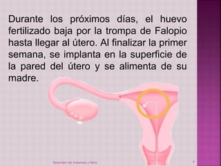 Durante los próximos días, el huevo 
fertilizado baja por la trompa de Falopio 
hasta llegar al útero. Al finalizar la primer 
semana, se implanta en la superficie de 
la pared del útero y se alimenta de su 
madre. 
Desarrollo del Embarazo y Parto 4 
 