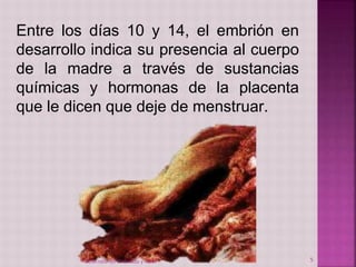 Entre los días 10 y 14, el embrión en 
desarrollo indica su presencia al cuerpo 
de la madre a través de sustancias 
químicas y hormonas de la placenta 
que le dicen que deje de menstruar. 
Desarrollo del Embarazo y Parto 5 
 