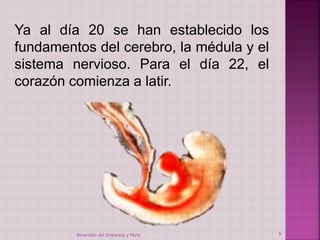 Ya al día 20 se han establecido los 
fundamentos del cerebro, la médula y el 
sistema nervioso. Para el día 22, el 
corazón comienza a latir. 
Desarrollo del Embarazo y Parto 6 
 