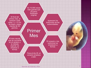 Es 10.000 veces 
más grande que 
el huevo 
fertilizado 
original. 
Primer 
Mes 
Aparecen los 
botoncitos de las 
extremidades. 
El corazón y los 
pulmones se 
empiezan a 
formar. 
Para el día 25, el 
corazón empieza 
a latir. 
Al final del 
primer mes, el 
embrión mide 
entre 1 y 1,5 cm 
de largo y pesa 
menos de 30 
gramos. 
El tubo neural, 
que se convierte 
en el cerebro y 
la médula 
espinal, se 
empieza a 
formar. 
Desarrollo del Embarazo y Parto 7 
 