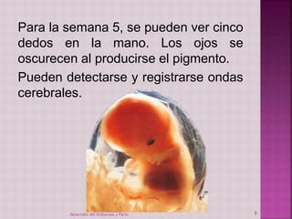 Para la semana 5, se pueden ver cinco 
dedos en la mano. Los ojos se 
oscurecen al producirse el pigmento. 
Pueden detectarse y registrarse ondas 
cerebrales. 
Desarrollo del Embarazo y Parto 8 
 