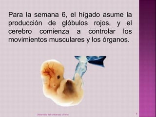 Para la semana 6, el hígado asume la 
producción de glóbulos rojos, y el 
cerebro comienza a controlar los 
movimientos musculares y los órganos. 
Desarrollo del Embarazo y Parto 9 
 