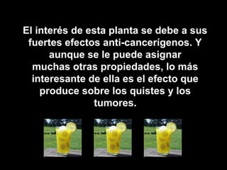 El interés de esta planta se debe a sus
fuertes efectos anti-cancerígenos. Y
aunque se le puede asignar
muchas otras propiedades, lo más
interesante de ella es el efecto que
produce sobre los quistes y los
tumores.
 