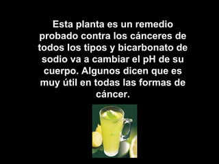Esta planta es un remedio
probado contra los cánceres de
todos los tipos y bicarbonato de
sodio va a cambiar el pH de su
cuerpo. Algunos dicen que es
muy útil en todas las formas de
cáncer.
 