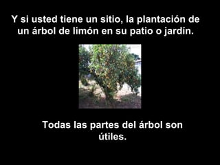 Y si usted tiene un sitio, la plantación de
un árbol de limón en su patio o jardín.
Todas las partes del árbol son
útiles.
 