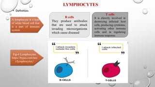 Effects of hormones on our immune system | PDF