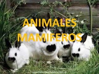 ANIMALES
MAMIFEROS
 