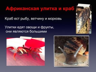 Африканскaя улитка и краб
Kраб ест рыбу, ветчину и морковь
Улитки едят овощи и фрукты,
они являются большими
 