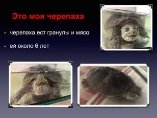 Это моя черепаха
• черепахa ест гранулы и мясо
• ей около 6 лет
 