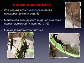 палки насекомыe
• Этa черная есть дьявольская палкa
насекомая (у меня есть 4)
• Маленькая есть другого видa, но oна тоже
палкa насекомая (у меня есть 10)
• Они едят множество листьев
 