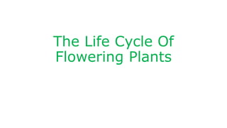 Life cycle of flowering plants | PPTX