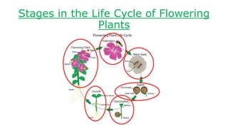 Life cycle of flowering plants | PPTX