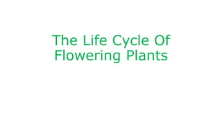 The Life Cycle Of
Flowering Plants
 