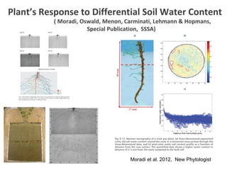 Plant’s Response to Differential Soil Water Content 
( Moradi, Oswald, Menon, Carminati, Lehmann & Hopmans, 
Special Publication, SSSA) 
Moradi et al. 2012, New Phytologist 
 