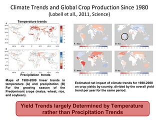 Climate Trends and Global Crop Production Since 1980 
(Lobell et all., 2011, Science) 
Estimated net impact of climate trends for 1980-2008 
on crop yields by country, divided by the overall yield 
trend per year for the same period. 
Temperature trends 
Precipitation trends 
Maps of 1980-2008 linear trends in 
temperature (A) and precipitation (B) 
For the growing season of the 
Predominant crops (maize, wheat, rice, 
and soybean). 
Yield Trends largely Determined by Temperature 
rather than Precipitation Trends 
 