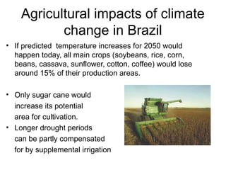Agricultural impacts of climate 
change in Brazil 
• If predicted temperature increases for 2050 would 
happen today, all main crops (soybeans, rice, corn, 
beans, cassava, sunflower, cotton, coffee) would lose 
around 15% of their production areas. 
• Only sugar cane would 
increase its potential 
area for cultivation. 
• Longer drought periods 
can be partly compensated 
for by supplemental irrigation 
 