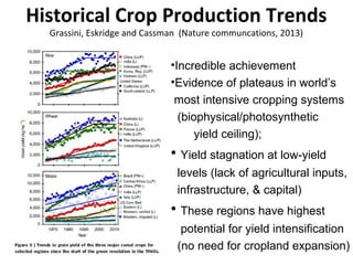 Historical Crop Production Trends 
Grassini, Eskridge and Cassman (Nature communcations, 2013) 
•Incredible achievement 
•Evidence of plateaus in world’s 
most intensive cropping systems 
(biophysical/photosynthetic 
yield ceiling); 
• Yield stagnation at low-yield 
levels (lack of agricultural inputs, 
infrastructure, & capital) 
• These regions have highest 
potential for yield intensification 
(no need for cropland expansion) 
 