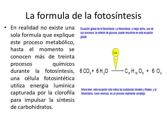 Clase 2 la fotosintesis