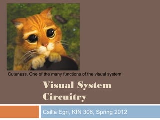 Cuteness. One of the many functions of the visual system 
Visual System 
Circuitry 
Csilla Egri, KIN 306, Spring 2012 
 