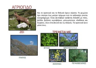 ΑΓΡΙΟΓΙΔΟ
ΖΕΙ: ΤΡΕΦΕΤΑΙ ΜΕ:
ΠΛΑΓΙΕΣ
ΦΥΛΛΑ ΜΠΟΥΜΠΟΥΚΙΑ
ΛΕΙΧΗΝΕΣ ΠΕΥΚΟΒΕΛΟΝΕΣ
Και το αρσενικό και το θηλυκό έχουν κέρατα. Το χειμώνα
έχει σκούρο έως μαύρο τρίχωμα ενώ το καλοκαίρι γίνεται
ανοιχτόχρωμο. Είναι φυτοφάγο τρέφεται δηλαδή με πόες,
φύλλα, βελόνες κωνοφόρων, μπουμπούκια, κλαδάκια και
λειχήνες. Ζουν στα βουνά και τις πλαγιές. Τα αρσενικά ζουν
μόνα τους.
 