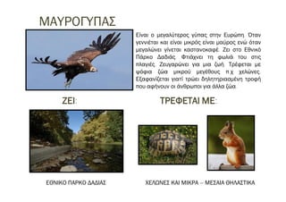 ΜΑΥΡΟΓΥΠΑΣ
ΖΕΙ: ΤΡΕΦΕΤΑΙ ΜΕ:
ΕΘΝΙΚΟ ΠΑΡΚΟ ΔΑΔΙΑΣ ΧΕΛΩΝΕΣ ΚΑΙ ΜΙΚΡΑ – ΜΕΣΑΙΑ ΘΗΛΑΣΤΙΚΑ
Είναι ο μεγαλύτερος γύπας στην Ευρώπη. Όταν
γεννιέται και είναι μικρός είναι μαύρος ενώ όταν
μεγαλώνει γίνεται καστανοκαφέ. Ζει στο Εθνικό
Πάρκο Δαδιάς. Φτιάχνει τη φωλιά του στις
πλαγιές. Ζευγαρώνει για μια ζωή. Τρέφεται με
ψόφια ζώα μικρού μεγέθους π.χ χελώνες.
Εξαφανίζεται γιατί τρώει δηλητηριασμένη τροφή
που αφήνουν οι άνθρωποι για άλλα ζώα.
 