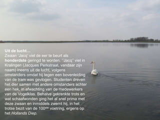 Uit de lucht…
Zwaan ‘Jacq’ viel de eer te beurt als
honderdste geringd te worden. ‘’Jacq’’ viel in
Kralingen (Jacques Perkstraat, vandaar zijn
naam) ineens uit de lucht, volgens
omstanders omdat hij tegen een bovenleiding
van de tram was gevlogen. Studenten dreven
het dier samen met andere omstanders achter
een hek, in afwachting van de medewerkers
van de Vogelklas. Behalve gekrenkte trots en
wat schaafwonden ging het al snel prima met
deze zwaan en inmiddels zwemt hij, in het
trotse bezit van de 100ste voetring, ergens op
het Hollands Diep.
 