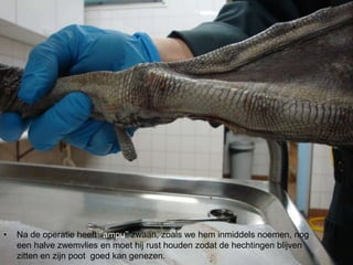 • Na de operatie heeft ‘’ampu’’ zwaan, zoals we hem inmiddels noemen, nog
een halve zwemvlies en moet hij rust houden zodat de hechtingen blijven
zitten en zijn poot goed kan genezen.
 