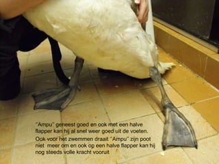 ‘’Ampu’’ geneest goed en ook met een halve
flapper kan hij al snel weer goed uit de voeten.
Ook voor het zwemmen draait ‘’Ampu’’ zijn poot
niet meer om en ook op een halve flapper kan hij
nog steeds volle kracht vooruit
 