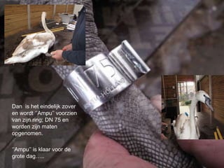 Dan is het eindelijk zover
en wordt ‘’Ampu’’ voorzien
van zijn ring; DN 75 en
worden zijn maten
opgenomen.
‘’Ampu’’ is klaar voor de
grote dag…..
 