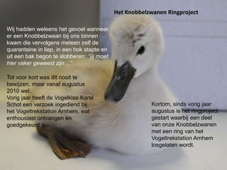 Het Knobbelzwanen Ringproject
Wij hadden weleens het gevoel wanneer
er een Knobbelzwaan bij ons binnen
kwam die vervolgens meteen zelf de
quarantaine in liep, in een hok stapte en
uit een bak begon te slobberen: ‘’jij moet
hier vaker geweest zijn…’’
Tot voor kort was dit nooit te
bewijzen, maar vanaf augustus
2010 wel.
Vorig jaar heeft de Vogelklas Karel
Schot een verzoek ingediend bij
het Vogeltrekstation Arnhem, wat
enthousiast ontvangen en
goedgekeurd is.
Kortom, sinds vorig jaar
augustus is het ringproject
gestart waarbij een deel
van onze Knobbelzwanen
met een ring van het
Vogeltrekstation Arnhem
losgelaten wordt.
 
