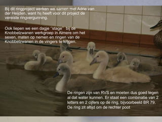Bij dit ringproject werken we samen met Adrie van
der Heijden, want hij heeft voor dit project de
vereiste ringvergunning.
Ook liepen we een dagje ‘’stage’’ bij de
Knobbelzwanen werkgroep in Almere om het
sexen, maten op nemen en ringen van de
Knobbelzwanen in de vingers te krijgen.
De ringen zijn van RVS en moeten dus goed tegen
al dat water kunnen. Er staat een combinatie van 2
letters en 2 cijfers op de ring, bijvoorbeeld BR 79.
De ring zit altijd om de rechter poot
 