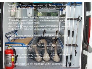 De eerste 16 jonge Knobbelzwanen zijn 26 augustus 2010
geringd en begin september in 2 groepen losgelaten op de
oude maas.
Nu maar afwachten , want we wilen natuurlijk niet alleen weten
of een dier nog een keer terug komt in de opvang, want er is
veel meer te achterhalen zoals;
• hoe doen de jonge zwanen het nadat ze als kleine donsbal bij
ons binnen zijn gekomen en later weer zijn losgelaten?
•Waar gaan de zwanen naar toe, blijven ze bij elkaar als ze
volwassen zijn?
•Vinden ze die partner misschien wel in de door ons
samengestelde groep?
•Als we een zwaan terug plaatsen bij zijn of haar partner, komt
die dan ook jaarlijks naar dezelfde plek terug?
•Wie weet krijgen we wel meldingen uit het buitenland…..
 