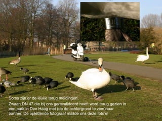 Soms zijn er de leuke terug meldingen;
Zwaan DN 47 die bij ons gerevalideerd heeft werd terug gezien in
een park in Den Haag met (op de achtergrond te zien)haar
partner. De oplettende fotograaf mailde ons deze foto’s!
 
