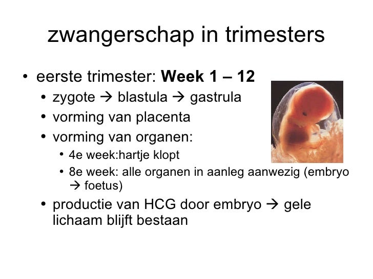 Zwangerschap Bevalling Kraam