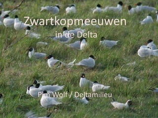 Zwartkopmeeuwen
in de Delta

Pim Wolf / Deltamilieu

 