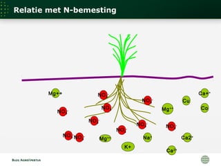 Mg++
Ca2+
Ca2+
Mg++
H+
+
H+
Mg++
K+
Ca++
Co
Na+
Cu
H+
NO3
-
H+
NO3
-
NO3
-
NO3
-
NO3
-
NO3
-
NO3
-
NO3
-
NO3
-
NO3
-
Relatie met N-bemesting
 