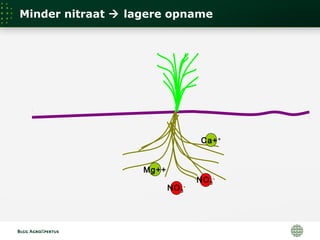 NO3
-
NO3
-
Mg++
Ca++
Minder nitraat  lagere opname
 