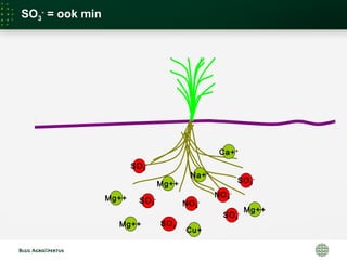 NO3
-
NO3
-
Mg++
Ca++
SO3
-
= ook min
SO3
-
SO3
-
SO3
-
SO3
-
SO3
-
Na++
Cu+
Mg++
Mg++
Mg++
 