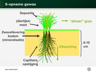 0-10
cmUitspoeling
“afvoer” gras
Depositie
(dierlijke)
mest
Zwavellevering
bodem
(mineralisatie)
Capillaire
opstijging
S-opname gewas
 