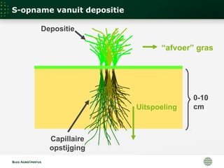 0-10
cmUitspoeling
“afvoer” gras
Depositie
Capillaire
opstijging
S-opname vanuit depositie
 